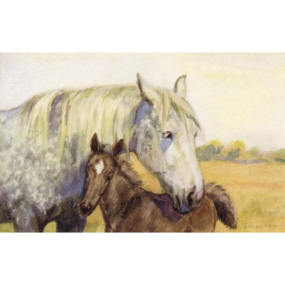 Mother And Foal Poster Print By Mary Evans Picture Librarypeter & Dawn Cope Collection (36 X 24)