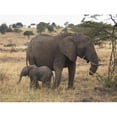 thumbnail image 1 of Mother & Baby Elephant Poster Print, 34 x 26, 1 of 1