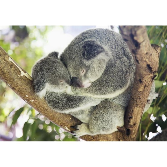 Mother & Baby Koala Bears Phascolarctos Cinereus Cuddled Up in a Tree - Noosa Queensland Australia Poster Print by John Short - 19 x 13