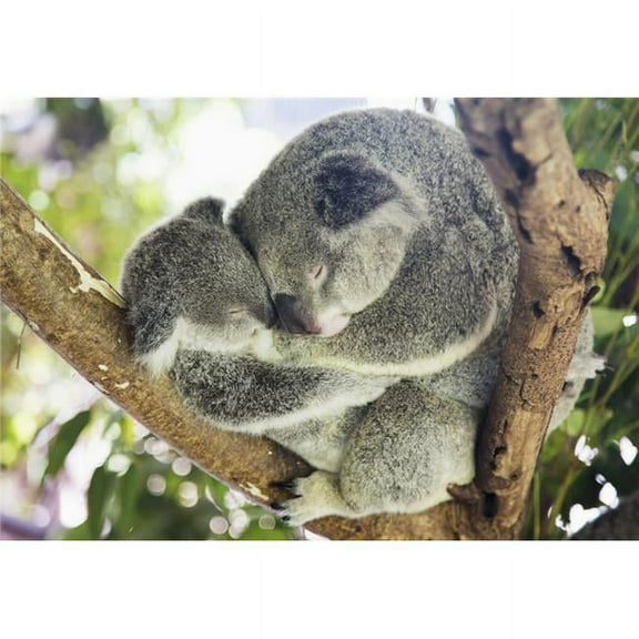 Mother & Baby Koala Bears Poster Print by John Short - 38 x 26 - Large