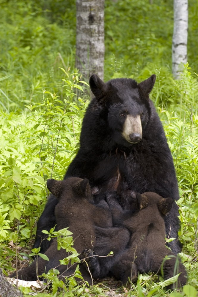 Mother Black Bear Nursing Spring Cubs In Forest Minnesota Captive Canvas Art - Michael DeYoung Design Pics (11 x 17)