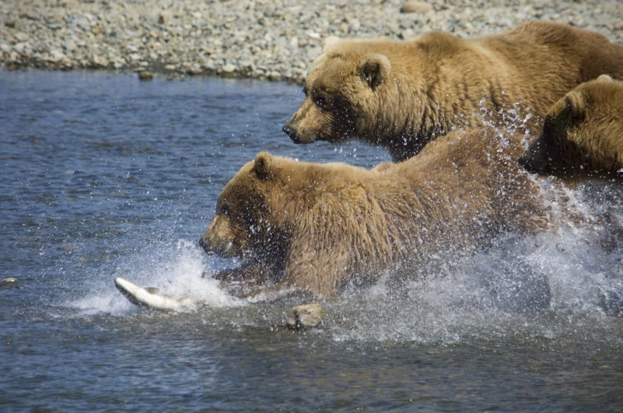 Mother Brown Bear And Her Cubs Chase Salmon At Mikfik Creek During Summer In Southwest Alaska Canvas Art - Greg Hensel Design Pics (17 x 11)