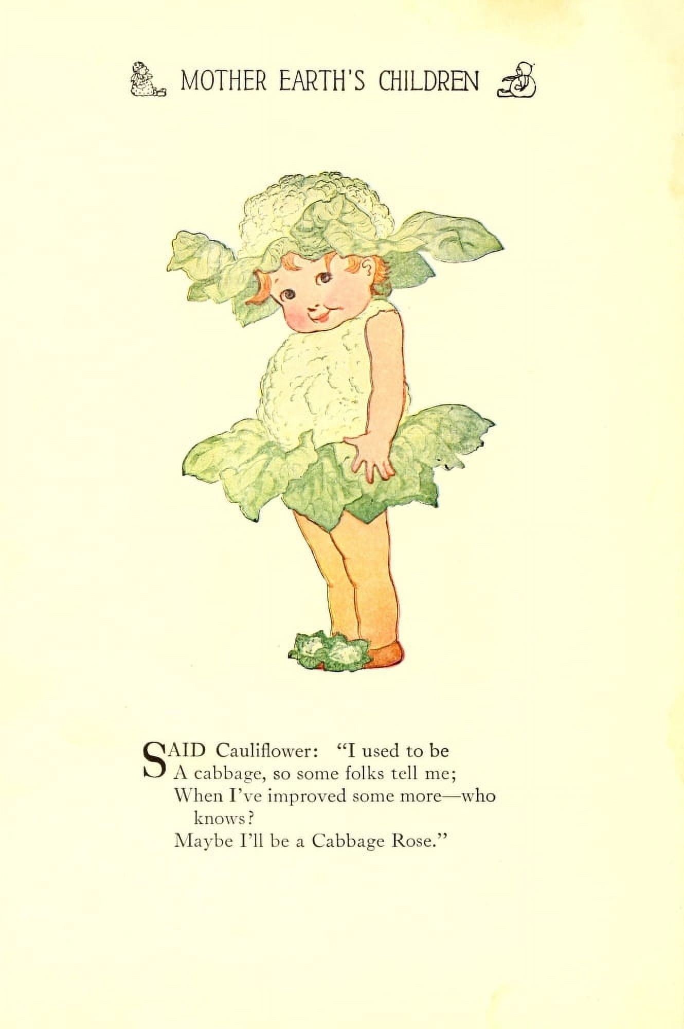 Mother Earths Children 1914 Cauliflower Canvas Art - MT Ross (18 x 24)