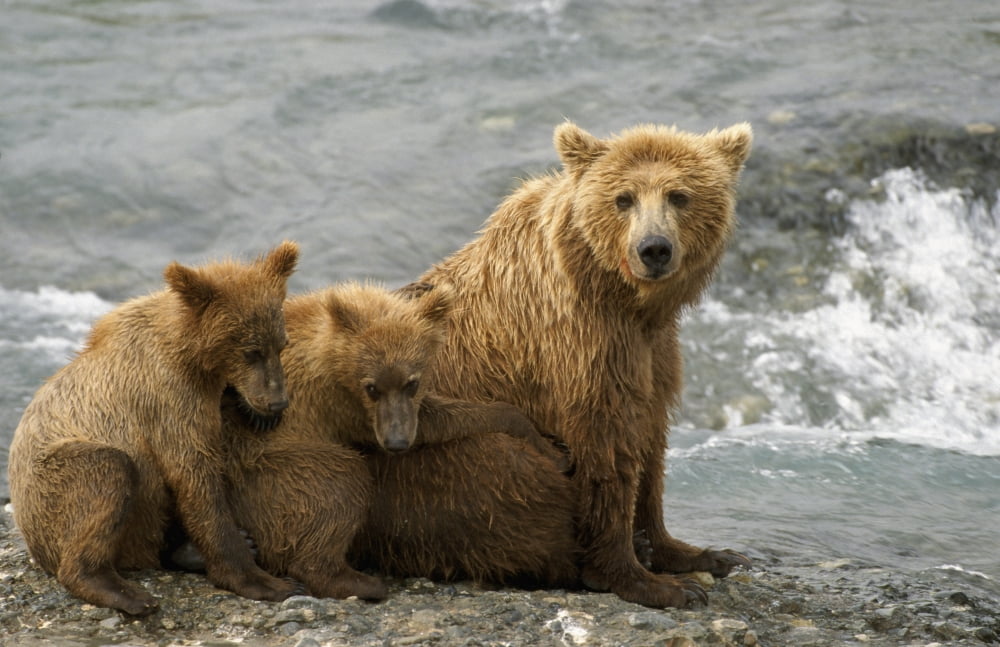 Mother Grizzly W2Nd Year Cubs By River Sw Ak Summer Mcneil State Game Sanctuary Canvas Art - Harry M Walker  Design Pics (34 x 22)