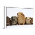thumbnail image 1 of Mother Guinea Pig and Four Baby Guinea Pigs, Each a Different Colour, Framed Art Print Wall Art by Mark Taylor Sold by Art.Com, 1 of 6