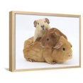 thumbnail image 1 of Mother Guinea Pig with Two Babies Riding on Her Back, Animals Figurative Framed Art Print Wall Art by Mark Taylor Sold by Art.Com, 1 of 5