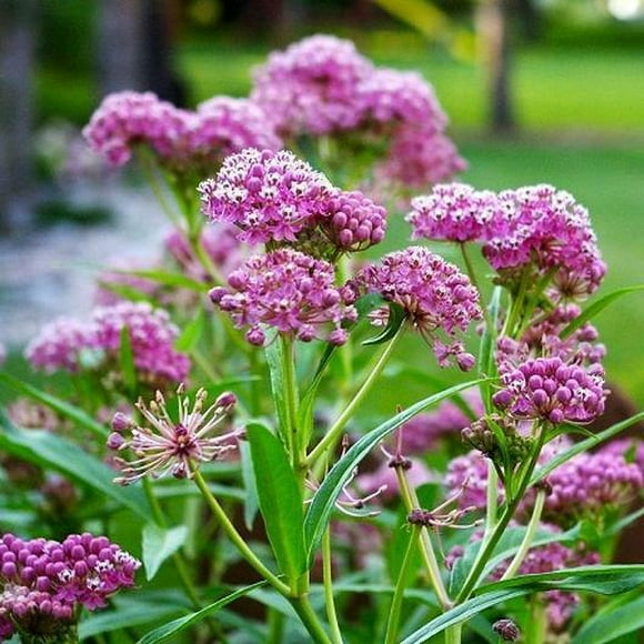 Mother Natures 50 Butterfly Milkweed Seeds, Non-GMO Wildflower