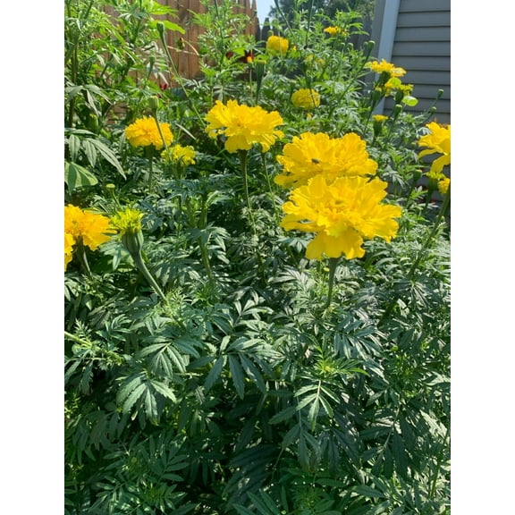 Mother Nature's Seeds 100 African Marigolds Plant Seeds