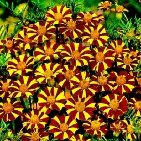 Mother Nature's Seeds 100 French Marigold Court Jester Seeds, Non-GMO Wildflower for Planting