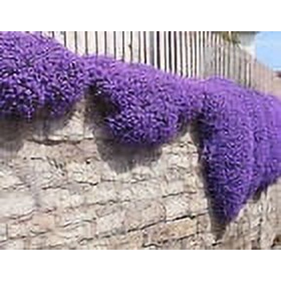 Mother Nature's Seeds 1000 Rock Cress Plant Seed, Fragrant