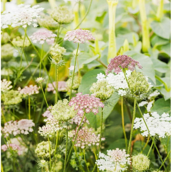 Mother Nature's Seeds 200 Queen Anne's Lace Seeds, Non-GMO Wildflower Flower