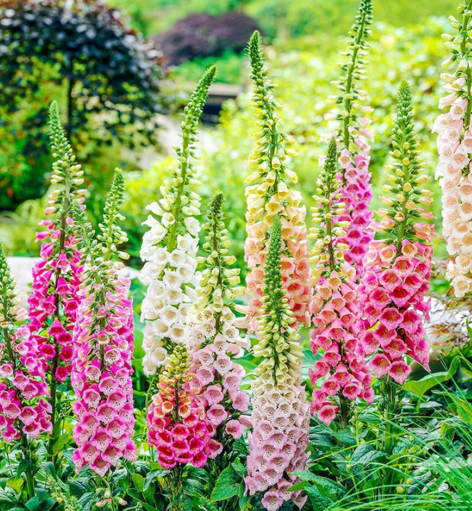 Mother Nature's Seeds 400 Foxglove 'Digitalis' Plant Seeds - Walmart.com