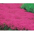 thumbnail image 1 of Mother Nature's Seeds 500 Creeping Thyme Wildflower Plant Seeds, 1 of 1