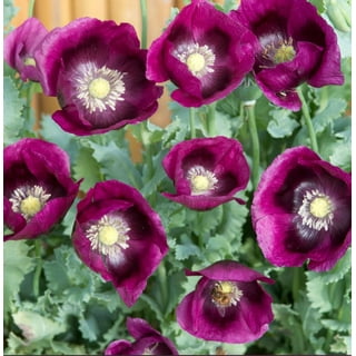 キッズ・ファミリー grape SEED Unit 11 Amazon.com : Grape Seeds for Planting| 100 Seeds Packet