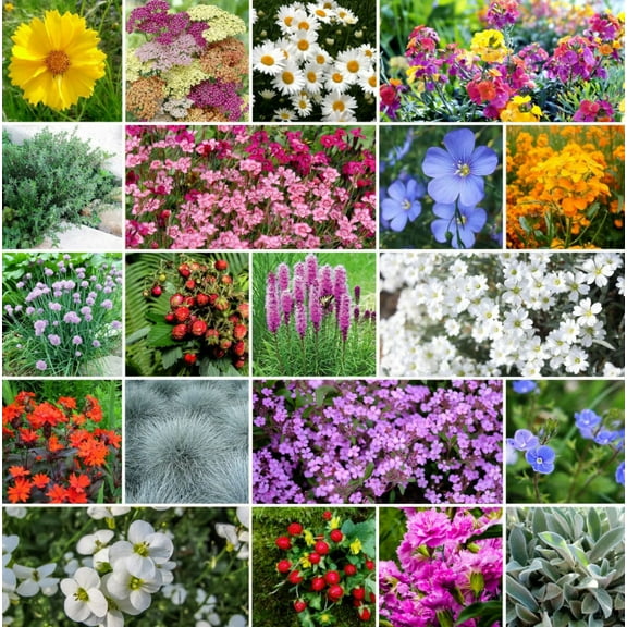 Mother Nature's Seeds Rock Garden Perennial Mix 1000 Seeds, Wildflower Plant Seeds, Drought Tolerant