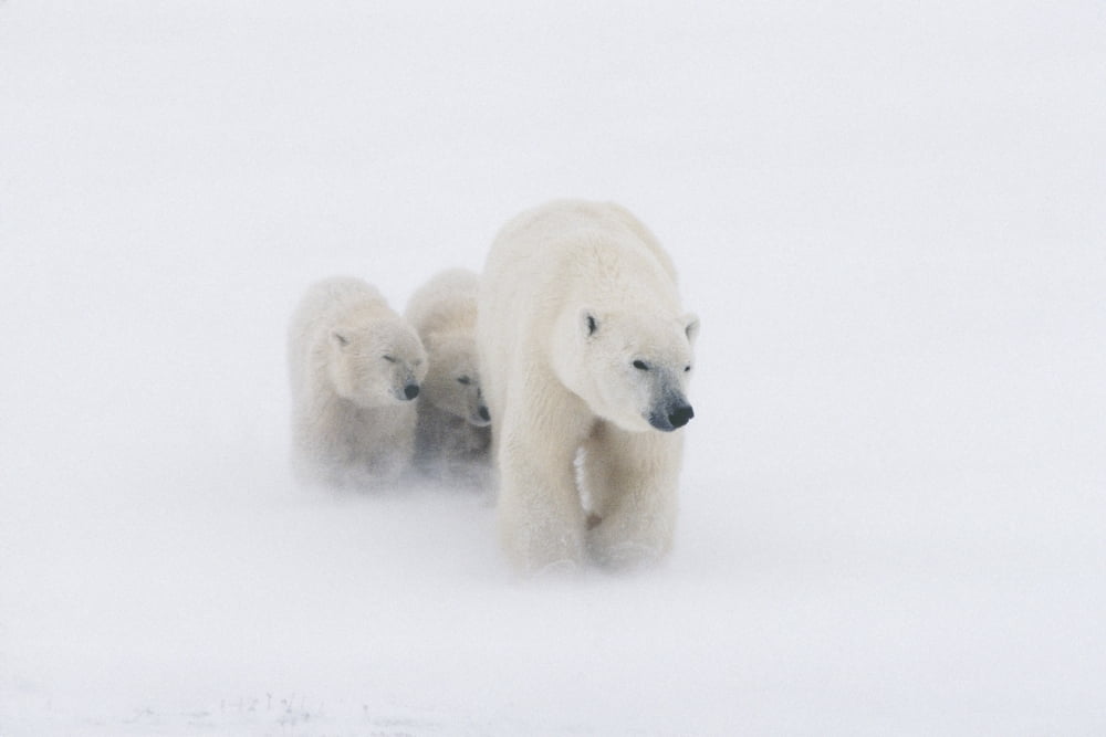 Mother Polar Bear & 2 Cubs In Snow Storm Churchill Canada Winter Canvas Art - Kenneth Whitten Design Pics (34 x 22)