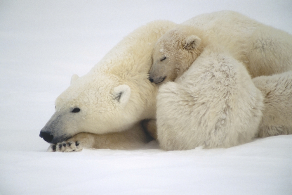 Mother Polar Bear & Cub Huddle In Snow Storm Churchill Canada Winter Canvas Art - Kenneth Whitten  Design Pics (17 x 11)