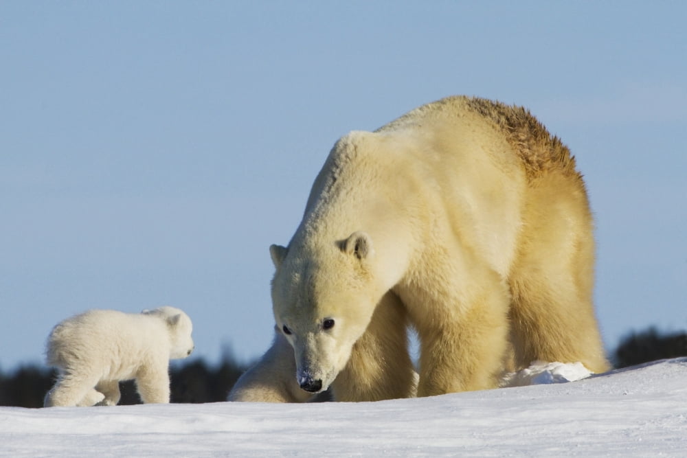 Mother Polar Bear (Ursus Maritimus) Playing With Her Cub In Wapusk National Park Churchill Manitoba Canada Canvas Art - Richard Wear Design Pics (19 x 12)