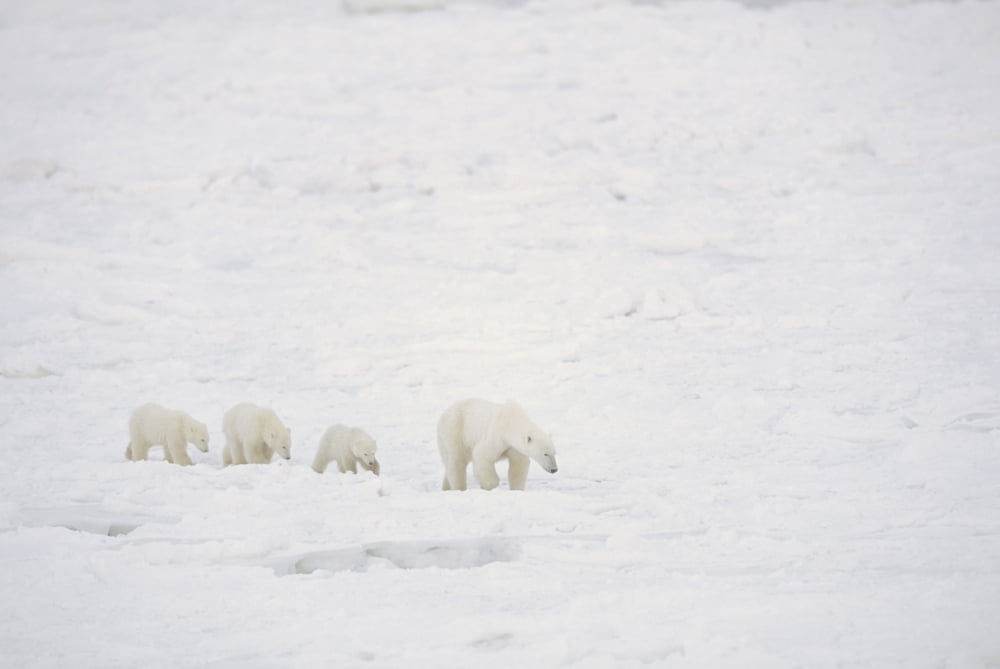 Mother Polar Bear (Ursus Maritimus) With Cubs Churchill Manitoba Canvas Art - Rebecca Grambo Design Pics (17 x 11)