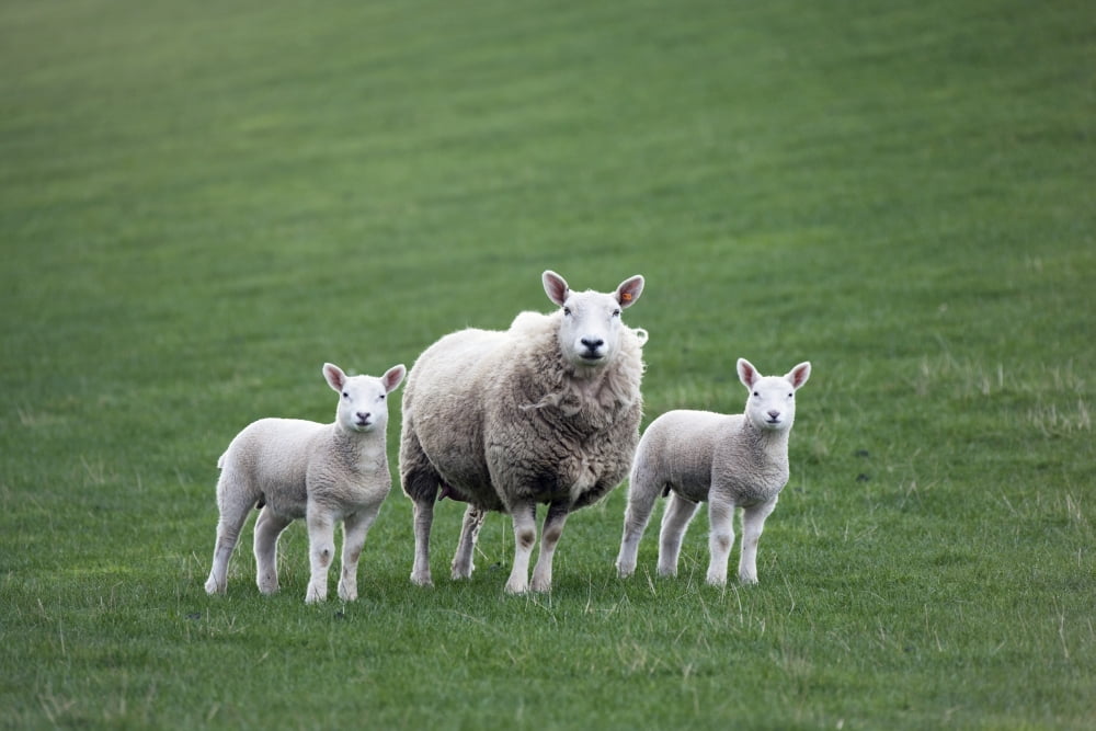 Mother Sheep And Lambs Canvas Art - John Short Design Pics (19 x 12)