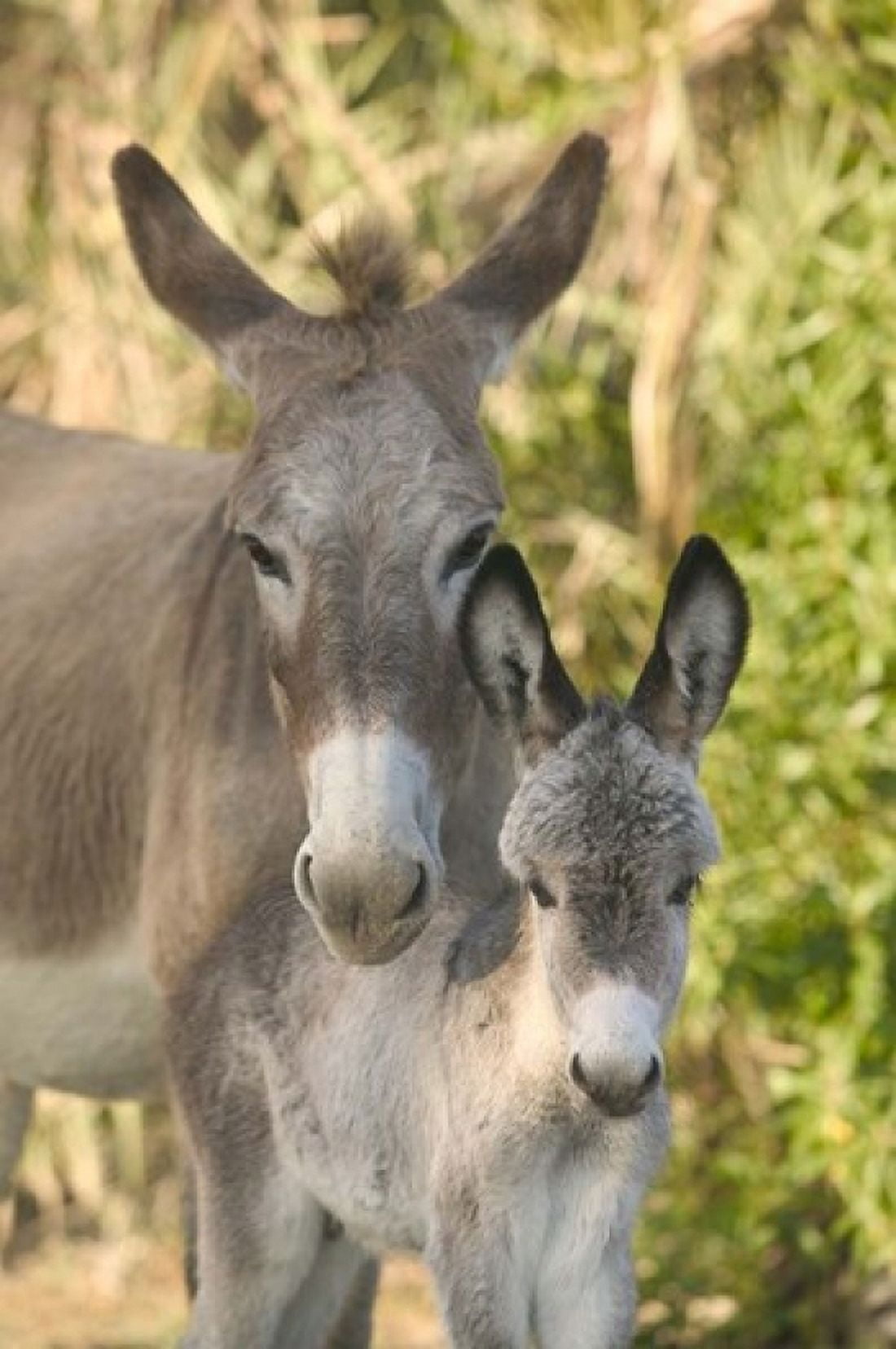 Mother and Baby Donkeys on Salt Cay Island Turks and Caicos Caribbean Canvas Art - Walter Bibikow DanitaDelimont (17 x 26)