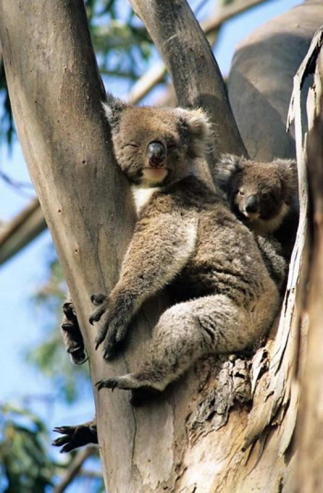 Mother and Baby Koala on Blue Gum Kangaroo Island Australia Canvas Art - Howie Garber DanitaDelimont (24 x 36)
