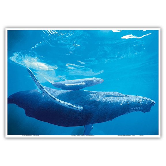 Mother and Calf - Hawaiian Humpback Whales (Koholā) - From an Original Color Photograph by Michael S. Nolan - Master Art Print 10in x 14in