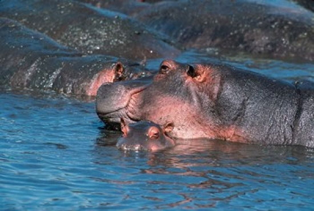 Mother and Young Hippopotamus Serengeti Tanzania Canvas Art - Dee Ann Pederson DanitaDelimont (19 x 12)