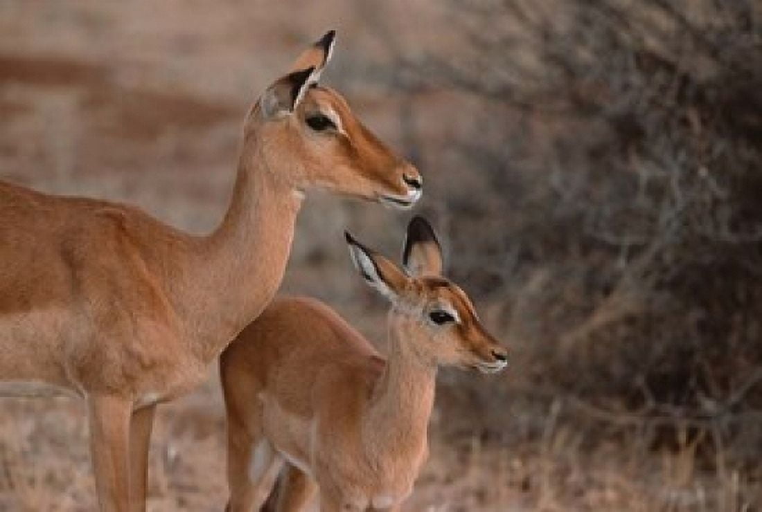 Mother and Young Impala Kenya Canvas Art - Dee Ann Pederson DanitaDelimont (19 x 12)