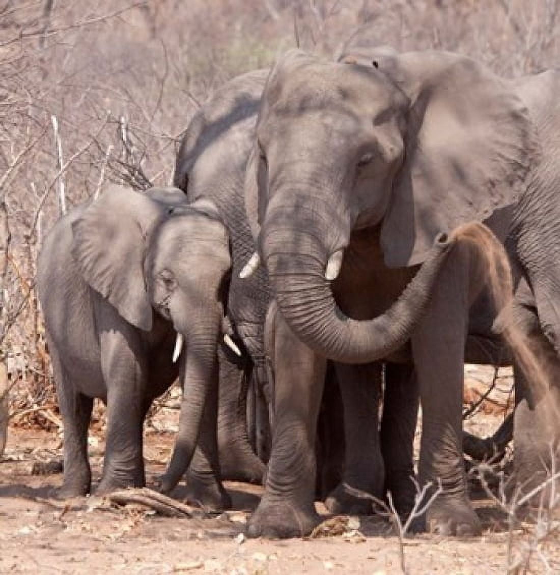 Mother and baby elephant preparing for a dust bath Chobe National Park Botswana Canvas Art - Jaynes Gallery DanitaDelimont (33 x 34)