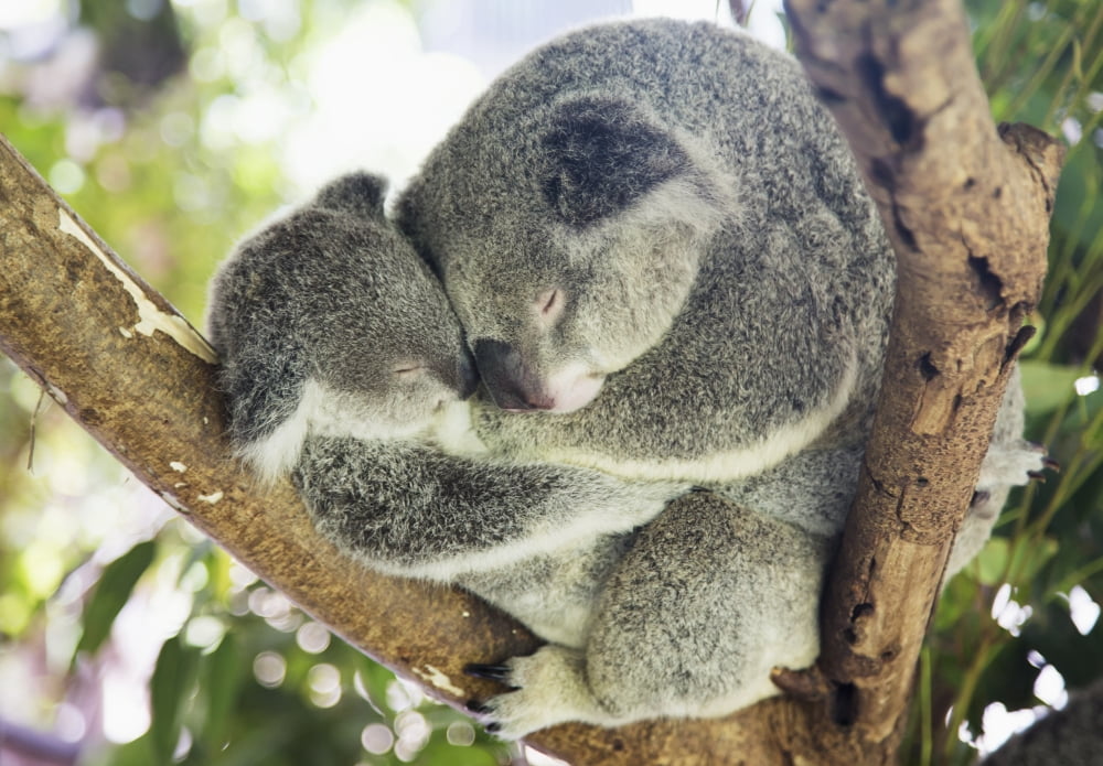 Mother and baby koala bears (Phascolarctos cinereus) cuddled up in a tree Noosa Queensland Australia Canvas Art - John Short Design Pics (19 x 13)