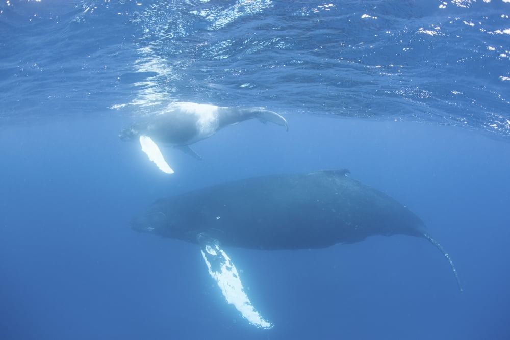 Mother and calf humpback whales swim just under the surface of the Caribbean Sea Canvas Art - Ethan DanielsStocktrek Images (34 x 23)