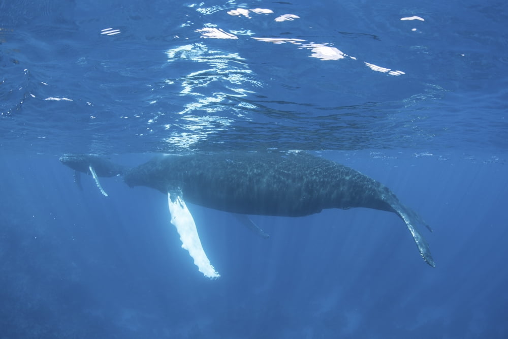 Mother and calf humpback whales swimming just under the surface Canvas Art - Ethan DanielsStocktrek Images (17 x 12)