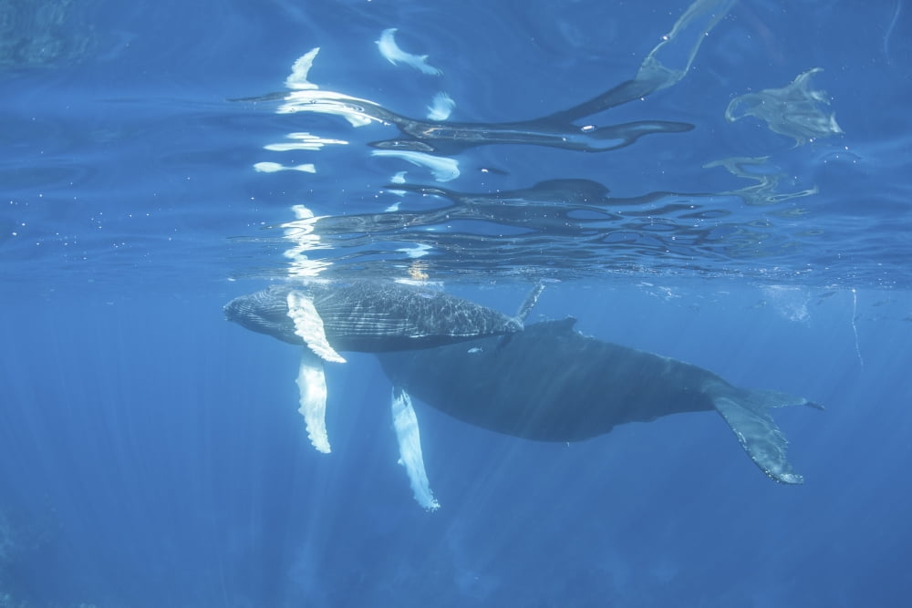 Mother and calf humpback whales swimming just under the surface Canvas Art - Ethan DanielsStocktrek Images (34 x 23)