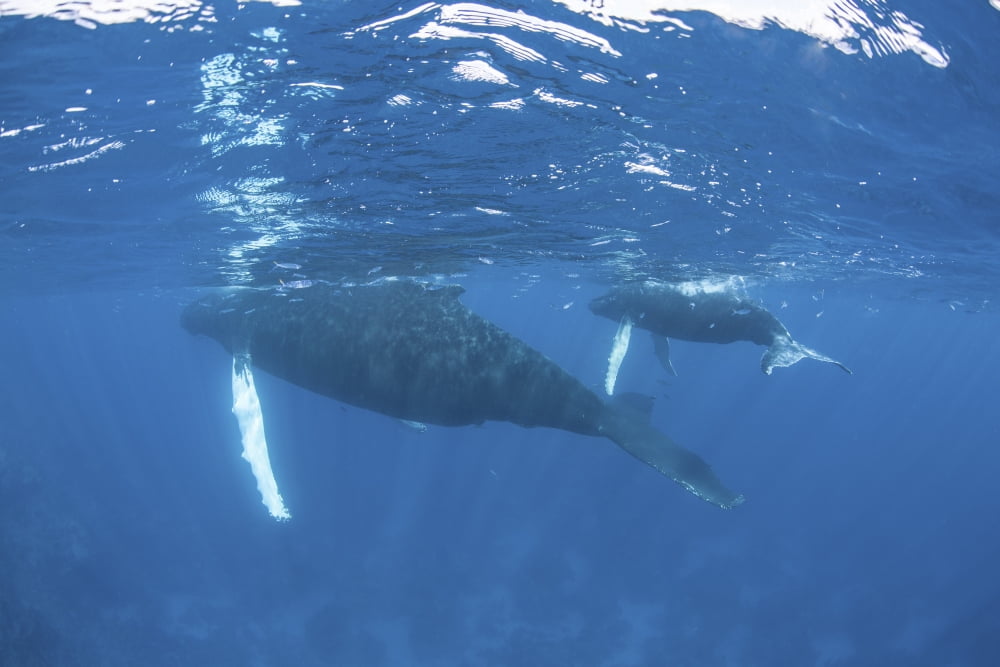 Mother and calf humpback whales swimming just under the surface Canvas Art - Ethan DanielsStocktrek Images (34 x 23)