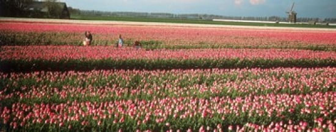 Mother and daughters in field of red tulips Alkmaar Netherlands Canvas Art - Panoramic Images (15 x 6)