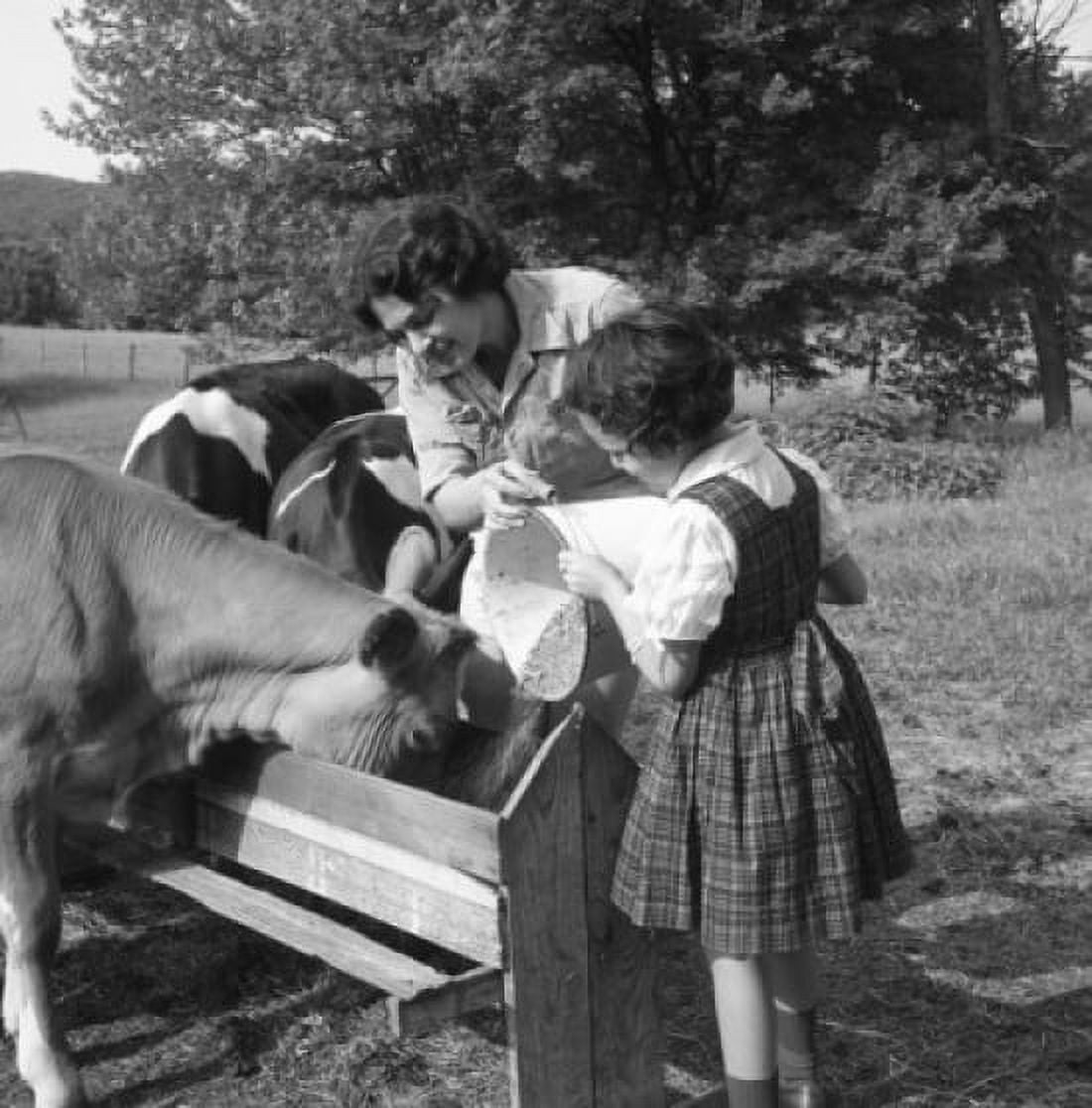 Mother and girl feeding cows Canvas Art - (18 x 24)