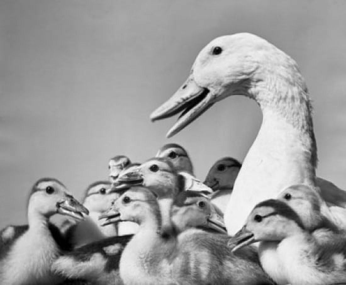 Mother goose with her young Canvas Art - (18 x 24)