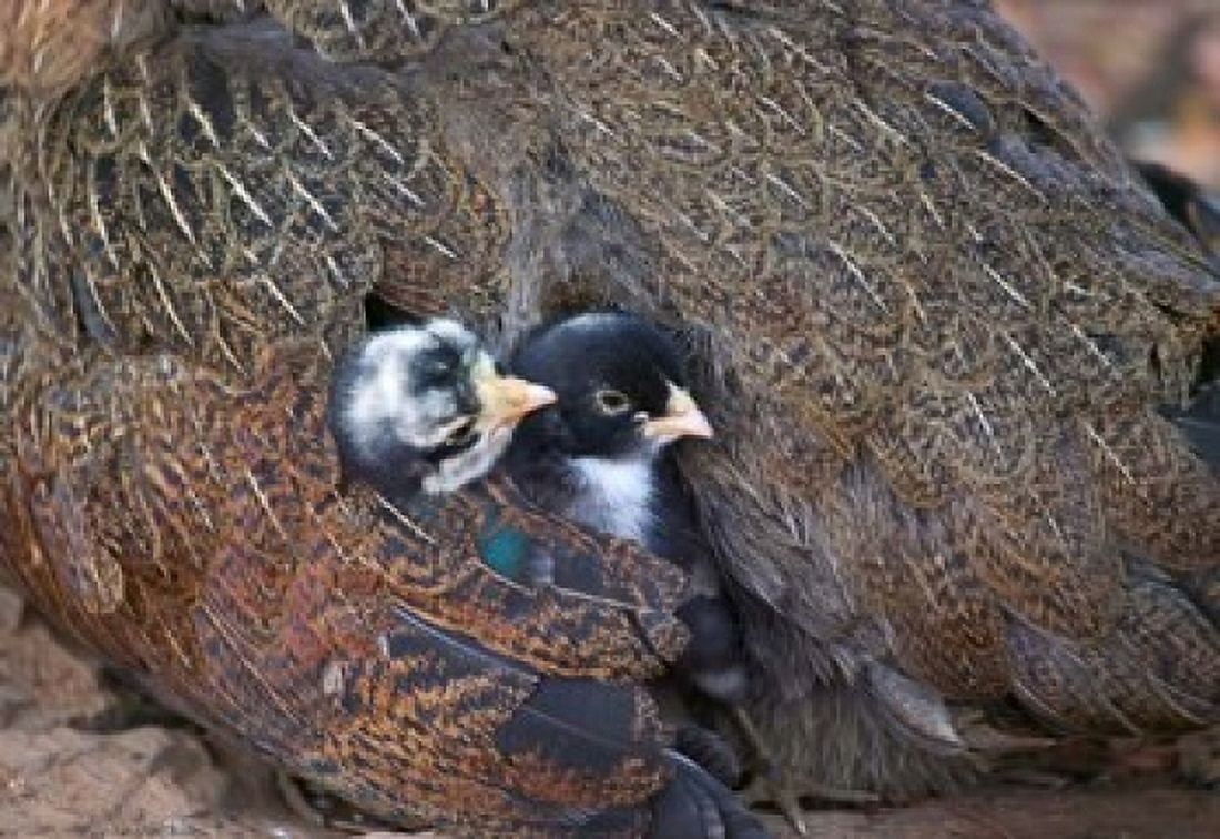 Mother hen guarding two little chicks Orissa India Canvas Art - Keren Su DanitaDelimont (25 x 17)