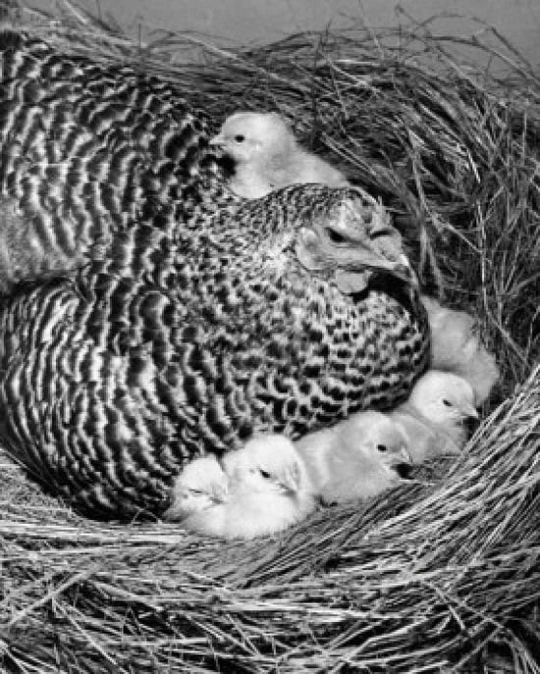 Mother hen protecting her chicks in a nest Canvas Art - (18 x 24)
