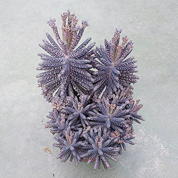 Mother of Millions Cactus Seeds - 20 Seeds- Kalanchoe Tubiflora - Ships from Iowa, USA - Grow Exotic Cacti