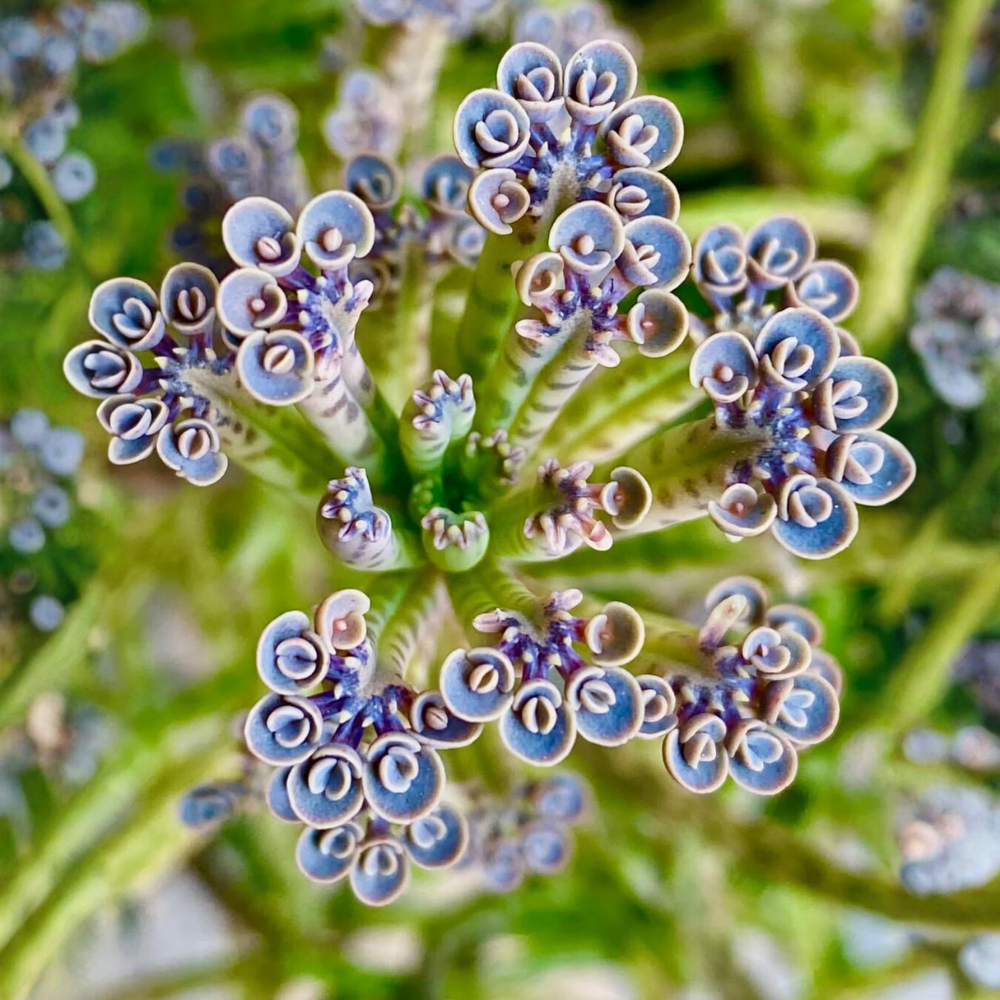 Mother of Millions Kalanchoe Plants Live, 2 Inches Pot, Variegated Succulent,  Green Blue Foliage, Kalanchoe Mother of Millions for Indoor Growing -  Walmart.com