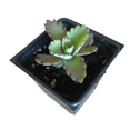 thumbnail image 1 of Mother of Millions (Kalanchoe laetvirens) Organic Plant in 2.5-inch Pot | Amazing Succulent, Easy-to-Grow by Smoke Camp Crafts, 1 of 6