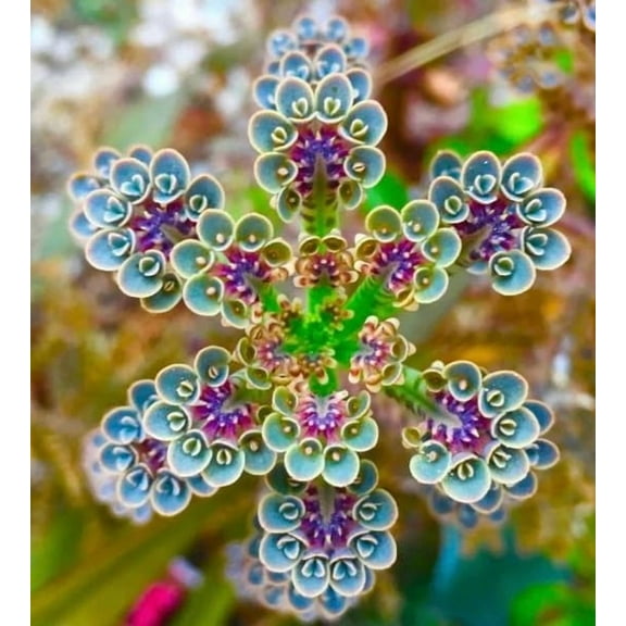 Mother of Millions Live Plant in 2 Inch Pot - Kalanchoe Delagoensis Starter Plant