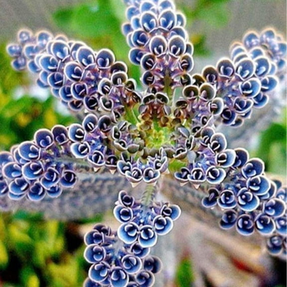 Mother of Millions Live Starter Plant in 2 Inch Pot - Kalanchoe Delagoensis