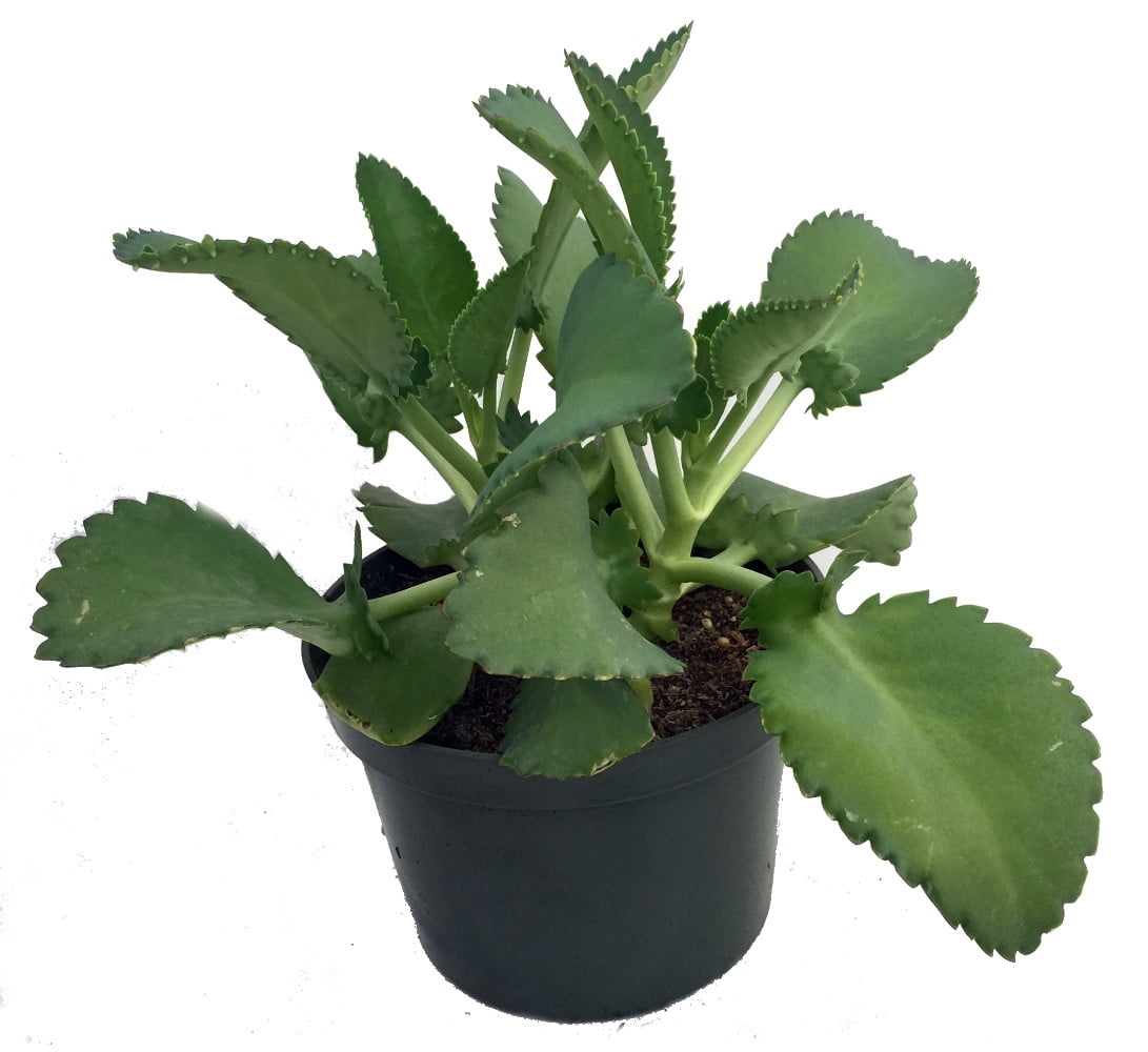 Mother-of-Thousands Plant - Khaleesi Plant - Kalanchoe - 6" Pot