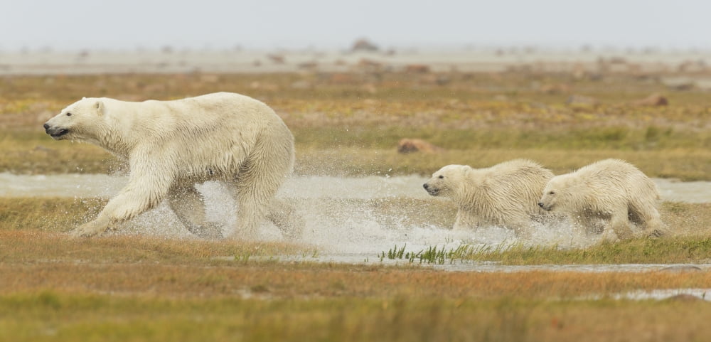 Mother polar bear (ursus maritimus) and two cubs running through the water along Hudson Bay Manitoba Canada Canvas Art - Robert Postma Design Pics (44 x 20)