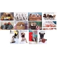 thumbnail image 1 of Mother's Day Cards Assorted Bulk 12 Pack with Cute Animals, 1 of 1