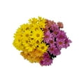 thumbnail image 1 of Mother's Day Mum Bouquet 6.5 in., 1 of 5