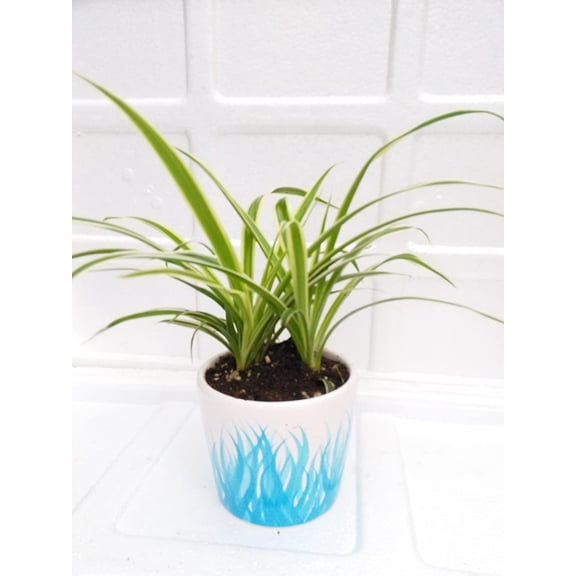 Mothers Gift - Reverse Variegated Spider Plant - Easy to Grow - Cleans The Air - 4" Ceramic Pot